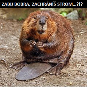 zabij bobra, zachráníš strom